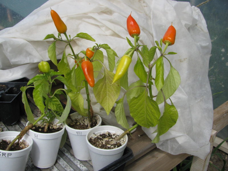 Small size container for pepper plants