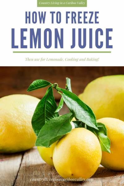 Lemons waiting to be juiced then frozen for later use