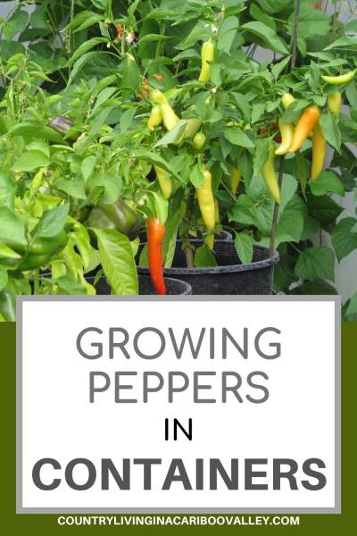 peppers growing in containers