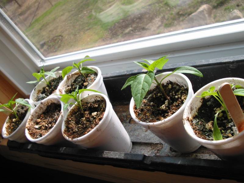 Container size for pepper seeds are these medium styrofoam coffee cups.