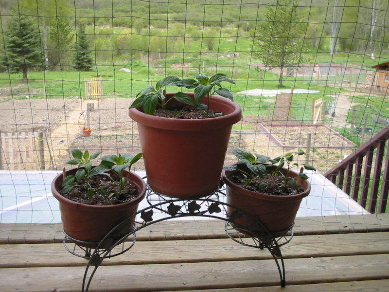 peppers in smaller pots on the porch