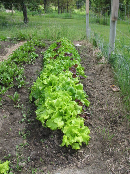 Lettuce grows in raised bed.