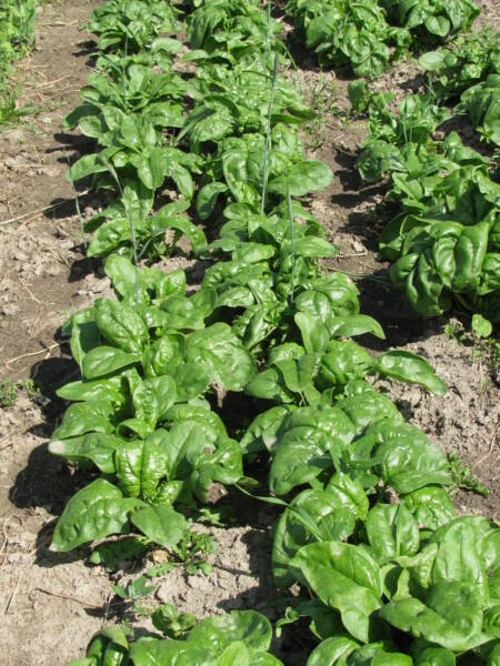 Spinach growing in garden row.