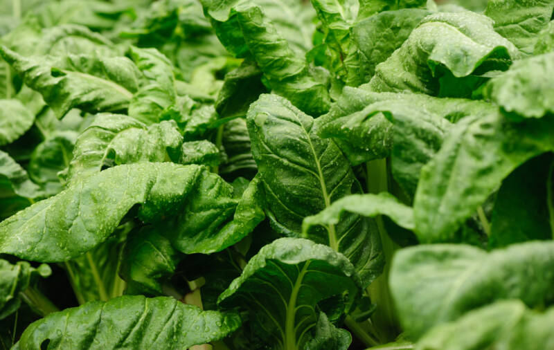 Mature spinach plants growing in garden