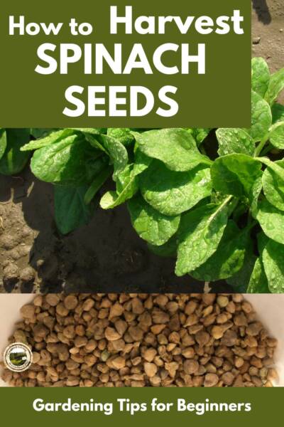 Spinach growing alongside spinach seeds in bowl