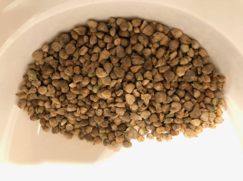 Spinach seed cleaned and ready for storing