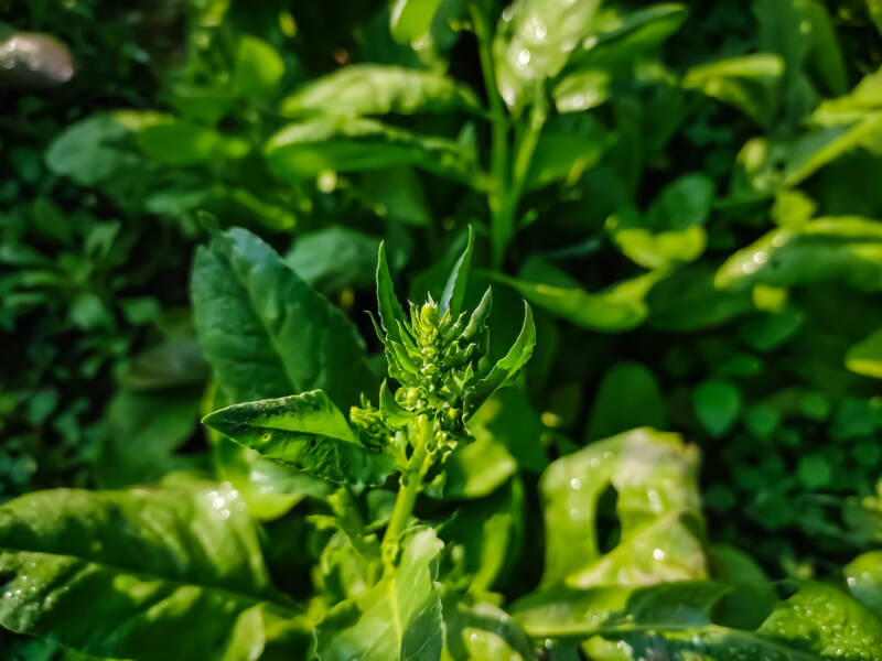 Spinach plant flowering