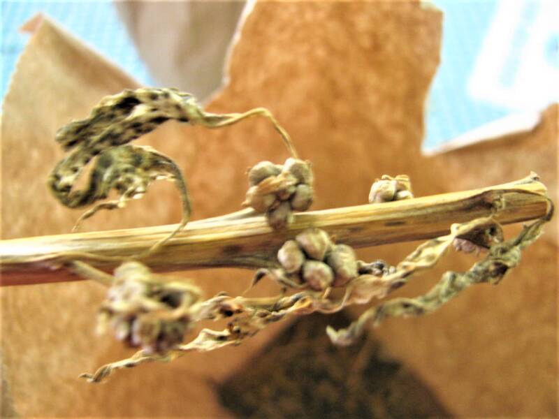 Spinach seeds hanging in tight clusters close to the dry stalk
