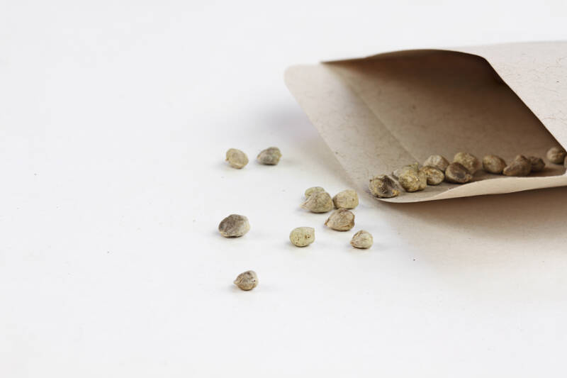 Spinach seeds in paper envelope