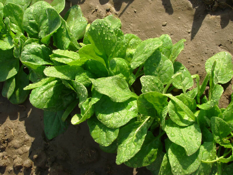spinach growing to save spinach seed