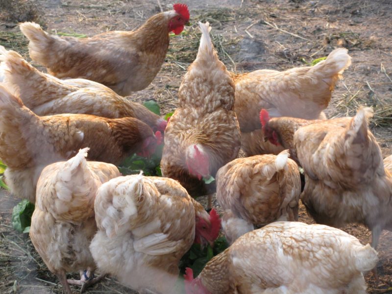 chickens free range in the yard