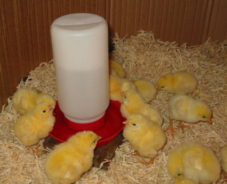 New chicks drinking water