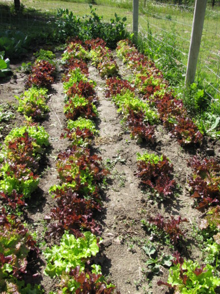 Colorful lettuce growing in a garden bed.