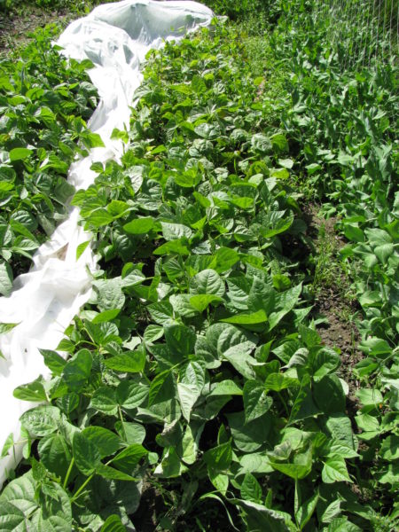 Beans growing in a wide row.