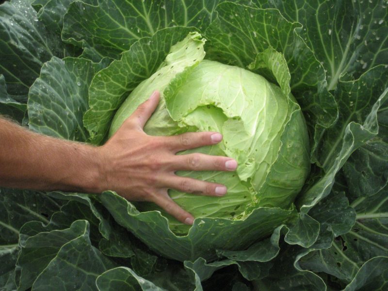 A man's hand sits on a huge cabbage to show the size.