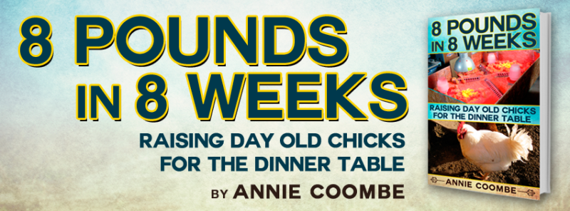 Raising Day Old Chicks for the Dinner Table