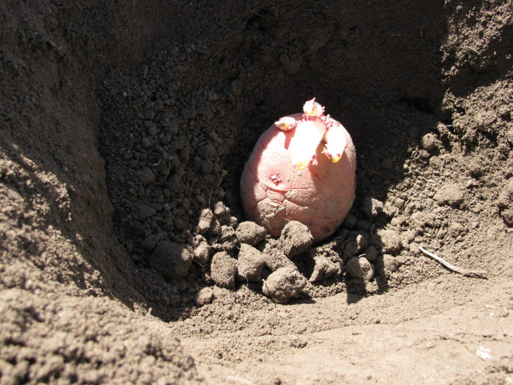 How to Grow Potatoes Easy Tips for Bigger Harvests