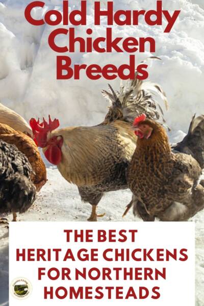 Heritage Chickens in a snowy field.