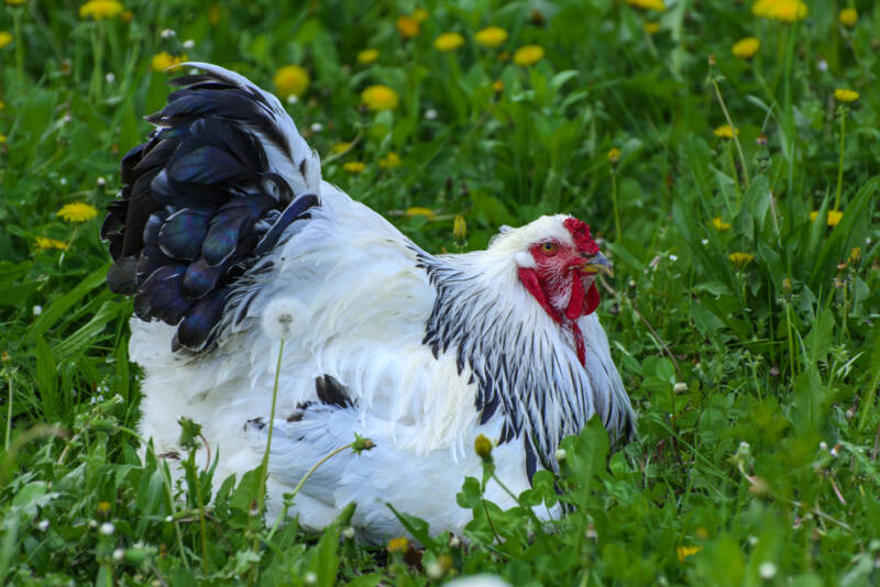 A Brahma chicken free ranging on grass.