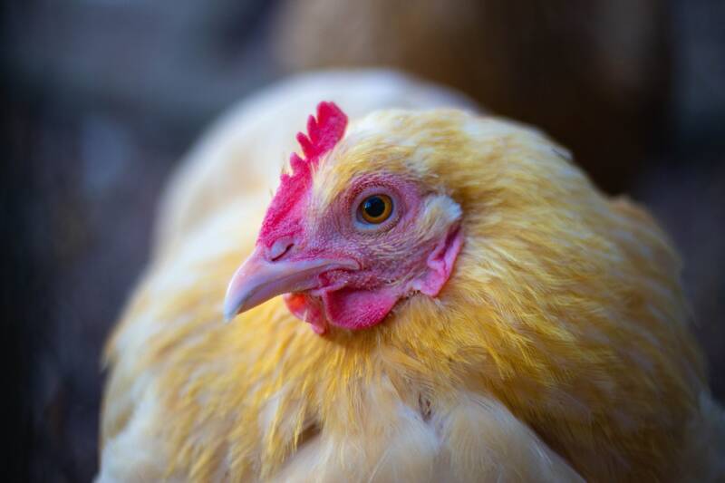 Buff Orpington breed of heritage chicken