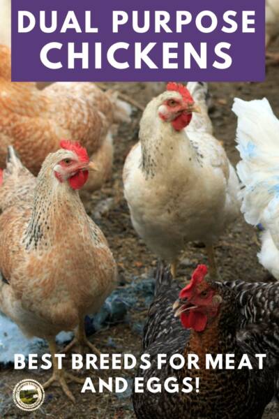 Heritage Chickens in the barnyard