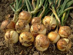 How to grow onions from sets in the garden or in containers