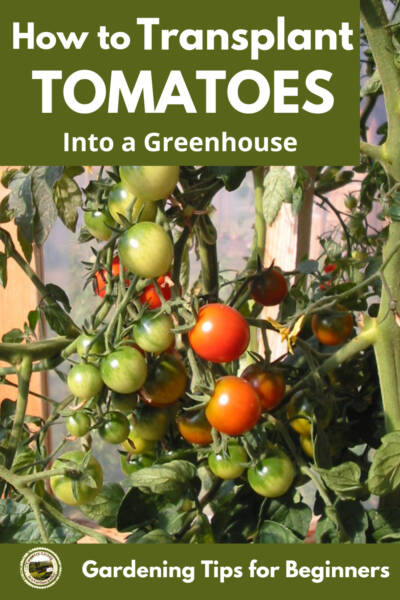 Growing Tomatoes in a Greenhouse