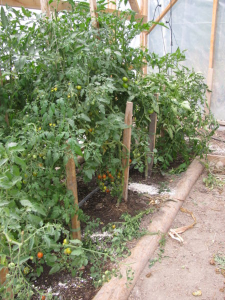 Greenhouse Tomato Crop