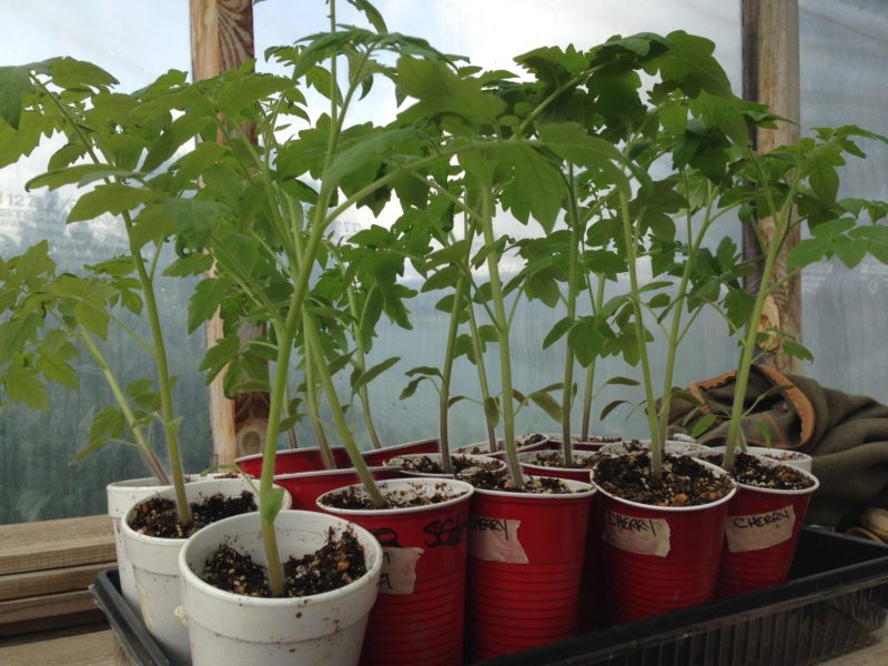 Transplant Tomatoes into a Greenhouse from their seedling cups.