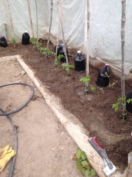 Transplanted Tomatoes in the greenhouse ties to stakes