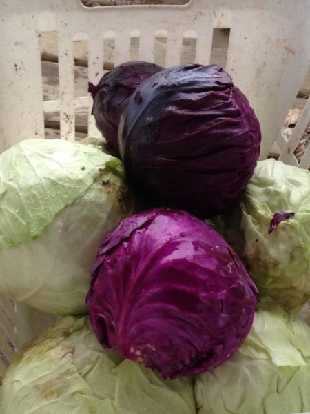 Red and green cabbage heads in a garden basket.