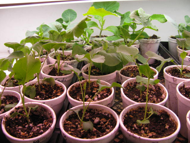 how to grow cabbage from seed in small pots