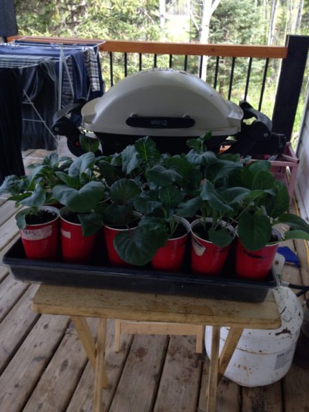 Healthy growing cabbage seedlings ready for transplanting.