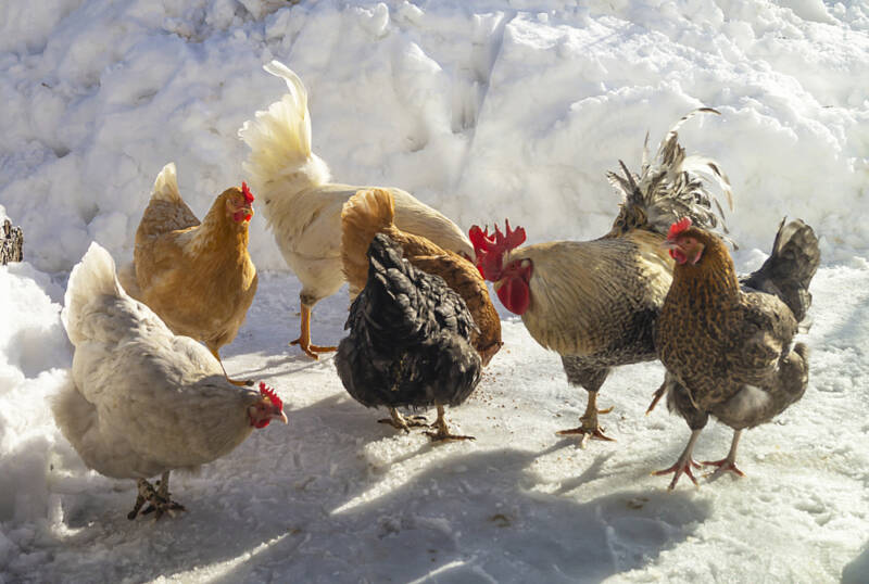 Heritage Chickens outside in winter snow