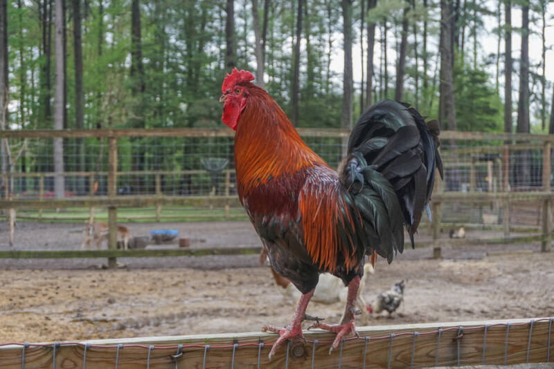Rhode Island Red is a breed of heritage chicken
