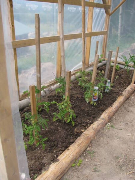 Transplanted tomatoes in greenhouse with stakes and ties