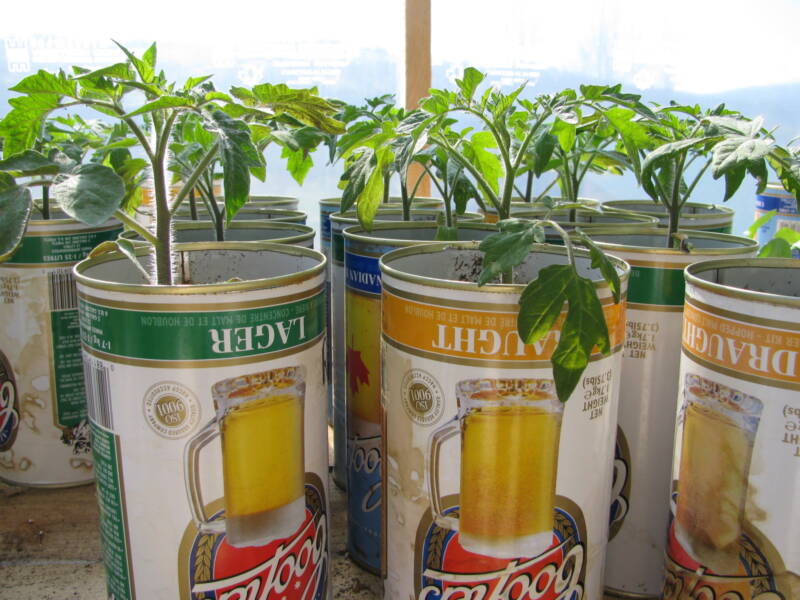 These tomatoes have been transplanted into a larger pot.