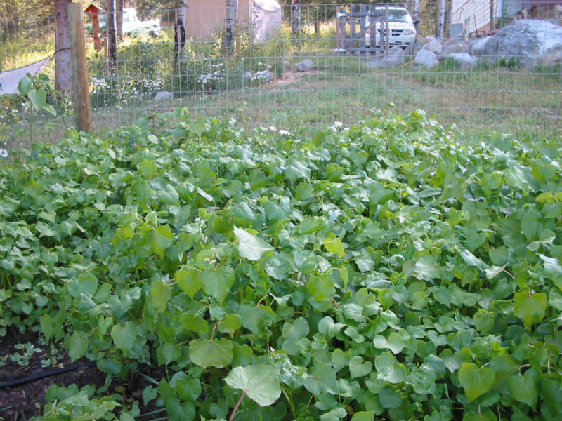 buckwheat growing in garden