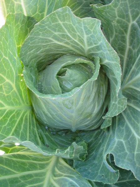 A cabbage starting to head up.