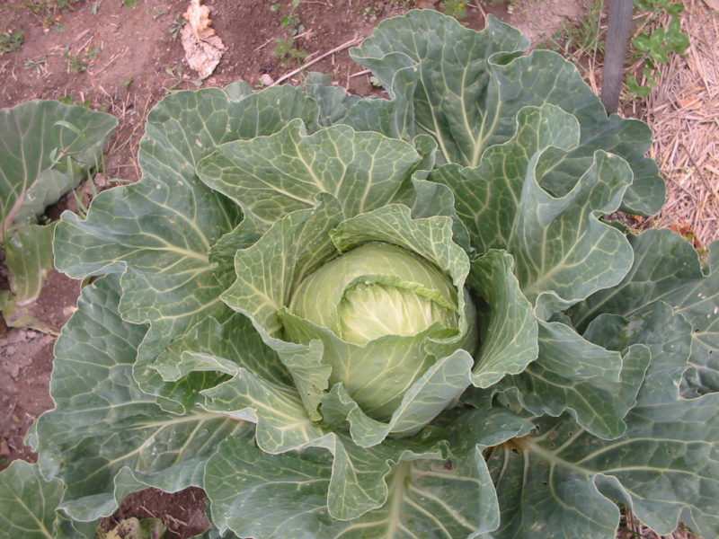 A full head growing in the garden.