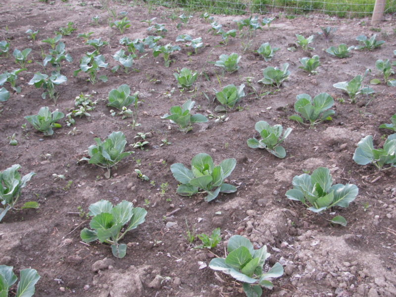 Growing cabbages in rows in the garden.