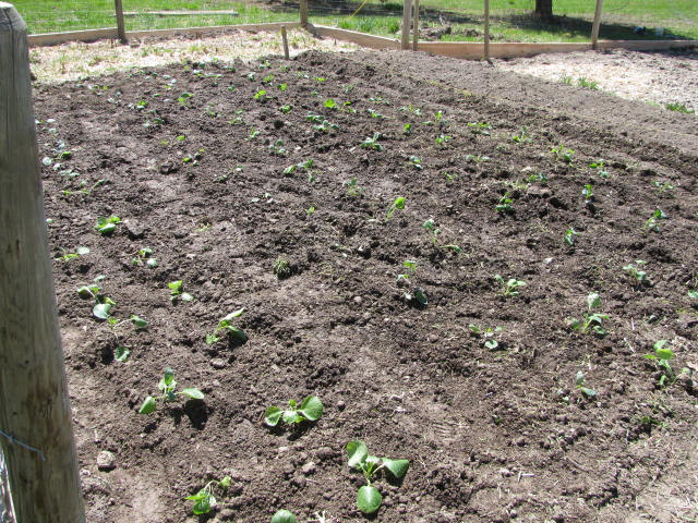 Cabbage transplants in garden rows.