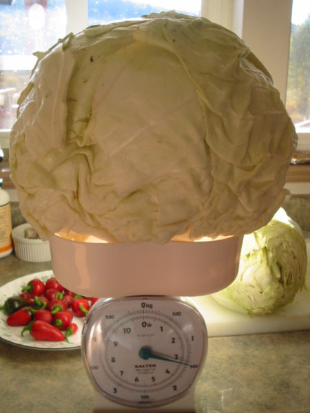 A 13 pound cabbage sits on the kitchen scale.