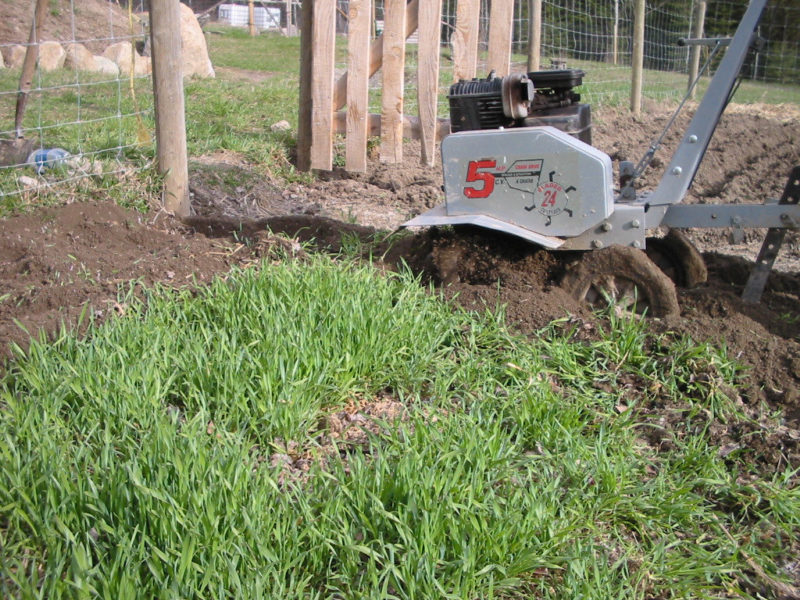 fall rye being tilled under in garden
