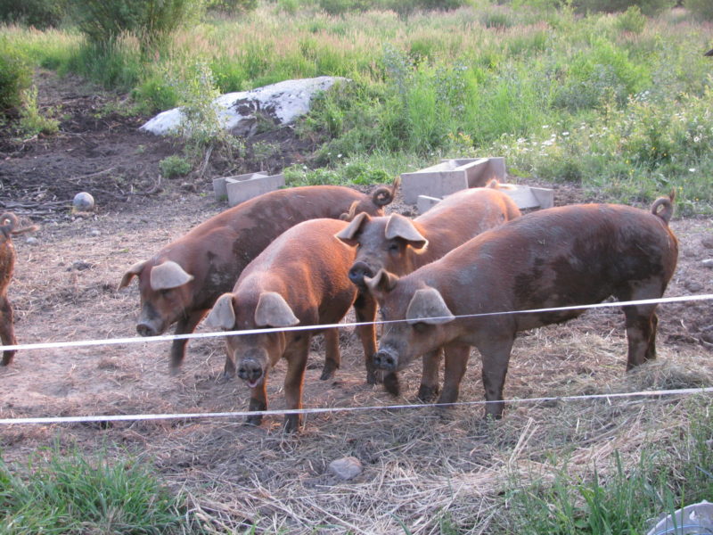 Four pigs together in a pasture of grass