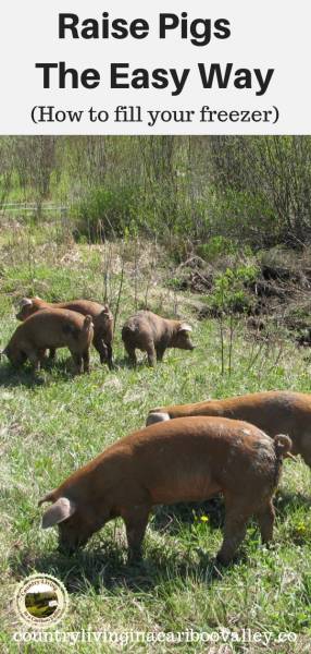 pigs eating pasture in the sun