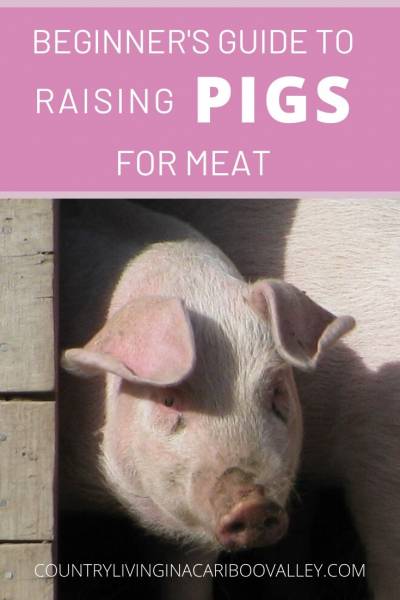 A large pig coming out the door of his pig house