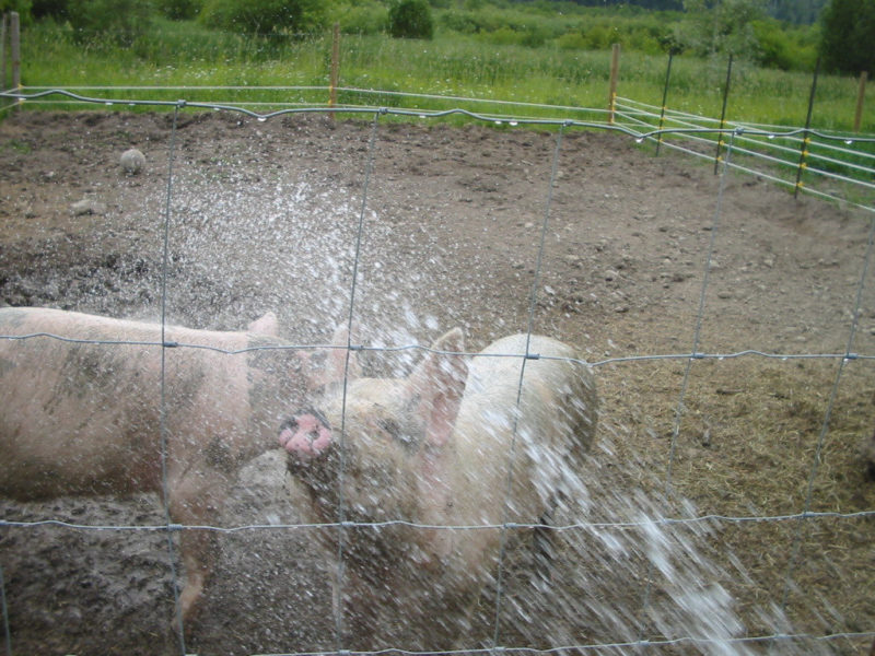 Pigs drinking from a water hose