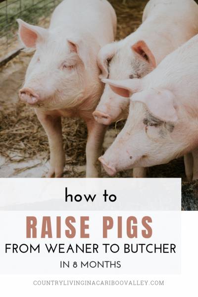 3 pink pigs in their outdoor run