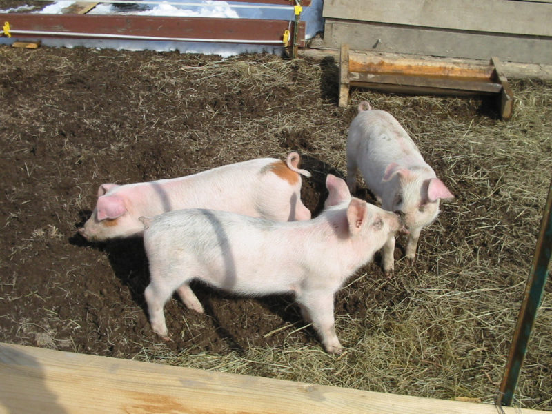 three pink pigs together in a pen